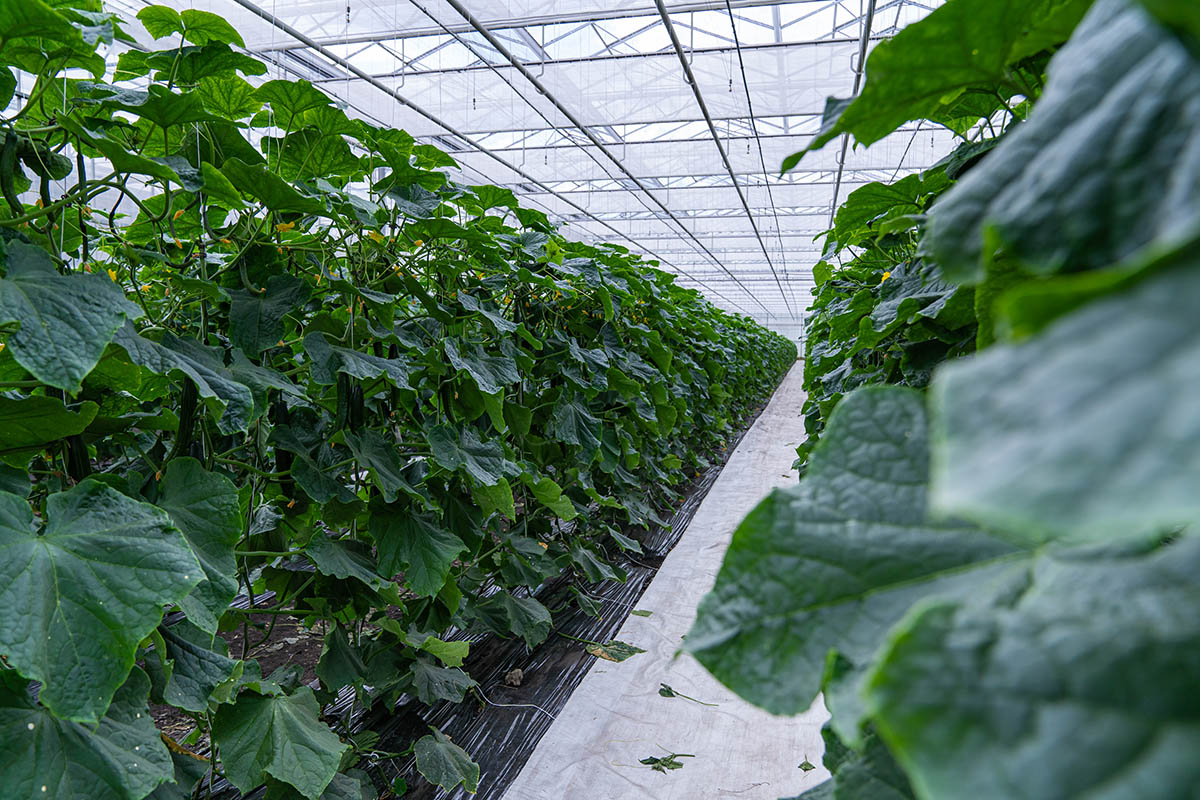 Photo Stoll innovation solutions 5